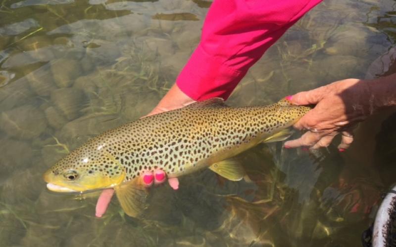 TRR Outfitters: East Idaho Fly Fishing Report